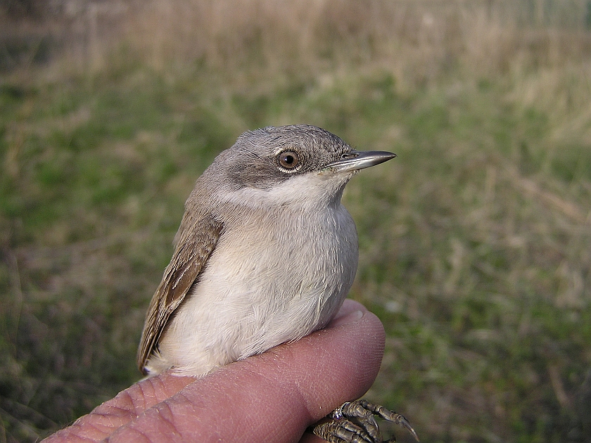 Lesser Whitethroat, Sundre 20050512